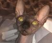 FOTO Anamaria Prodan și-a luat pisică! Câți bani a costat-o și cum a făcut-o vedetă pe internet