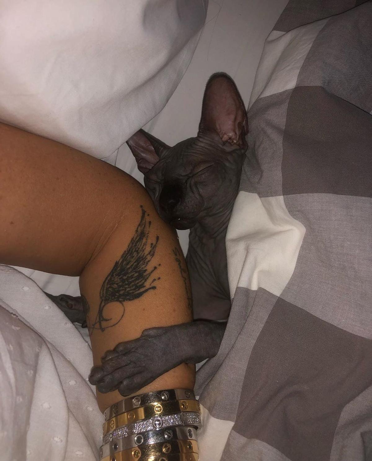 FOTO Anamaria Prodan și-a luat pisică de rasă! Câți bani a costat-o și cum a făcut-o vedetă pe internet