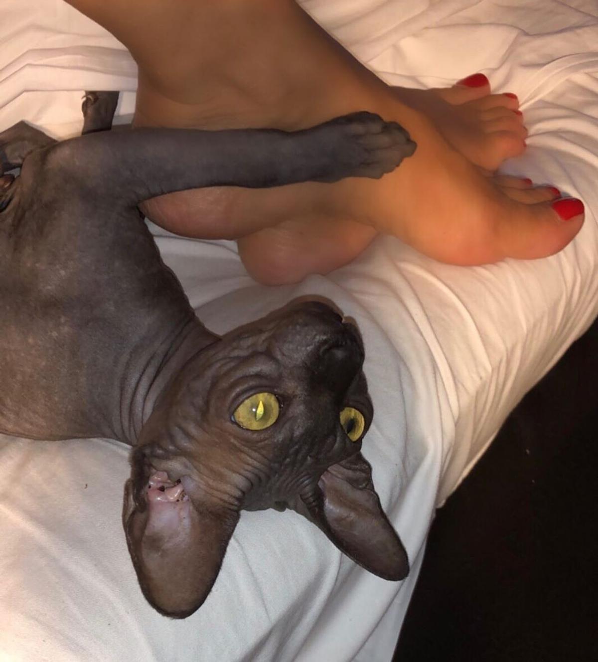 FOTO Anamaria Prodan și-a luat pisică! Câți bani a costat-o și cum a făcut-o vedetă pe internet
