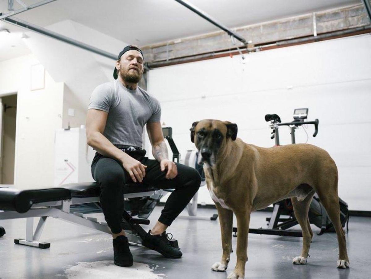 VIDEO + FOTO Câinele e cu ochii pe el » Conor McGregor se pregătește pentru revenirea în ring!