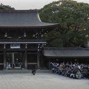 Yokozuna, protagonistul unei ceremonii „mistice” la Tokyo