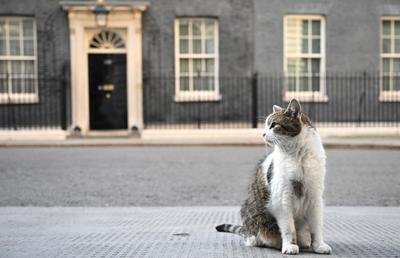 A împușcat mortal pisica ministrului și acum și-a aflat pedeapsa: „E inadmisibil!”