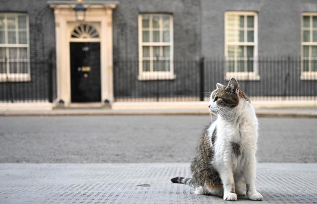 A împușcat mortal pisica ministrului și acum și-a aflat pedeapsa: „E inadmisibil!”