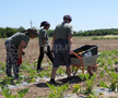 Ciprian Tătăruşanu s-a lansat în agricultură. GSP.RO a vizitat cooperativa agricolă „Din Grădina Noastră BIO”, din comuna Conțești. Foto: Andrei Crăițoiu
