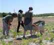 Ciprian Tătăruşanu s-a lansat în agricultură. GSP.RO a vizitat cooperativa agricolă „Din Grădina Noastră BIO”, din comuna Conțești. Foto: Andrei Crăițoiu