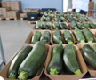 Ciprian Tătăruşanu s-a lansat în agricultură. GSP.RO a vizitat cooperativa agricolă „Din Grădina Noastră BIO”, din comuna Conțești. Foto: Andrei Crăițoiu