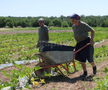Ciprian Tătăruşanu s-a lansat în agricultură. GSP.RO a vizitat cooperativa agricolă „Din Grădina Noastră BIO”, din comuna Conțești. Foto: Andrei Crăițoiu