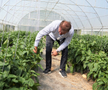Ciprian Tătăruşanu s-a lansat în agricultură. GSP.RO a vizitat cooperativa agricolă „Din Grădina Noastră BIO”, din comuna Conțești. Foto: Andrei Crăițoiu