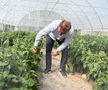 Ciprian Tătăruşanu s-a lansat în agricultură. GSP.RO a vizitat cooperativa agricolă „Din Grădina Noastră BIO”, din comuna Conțești. Foto: Andrei Crăițoiu