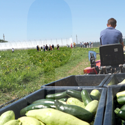 Ciprian Tătăruşanu s-a lansat în agricultură. GSP.RO a vizitat cooperativa agricolă „Din Grădina Noastră BIO”, din comuna Conțești. Foto: Andrei Crăițoiu