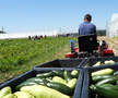 Ciprian Tătăruşanu s-a lansat în agricultură. GSP.RO a vizitat cooperativa agricolă „Din Grădina Noastră BIO”, din comuna Conțești. Foto: Andrei Crăițoiu