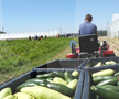 Ciprian Tătăruşanu s-a lansat în agricultură. GSP.RO a vizitat cooperativa agricolă „Din Grădina Noastră BIO”, din comuna Conțești. Foto: Andrei Crăițoiu