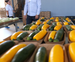 Ciprian Tătăruşanu s-a lansat în agricultură. GSP.RO a vizitat cooperativa agricolă „Din Grădina Noastră BIO”, din comuna Conțești. Foto: Andrei Crăițoiu