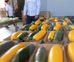 Ciprian Tătăruşanu s-a lansat în agricultură. GSP.RO a vizitat cooperativa agricolă „Din Grădina Noastră BIO”, din comuna Conțești. Foto: Andrei Crăițoiu