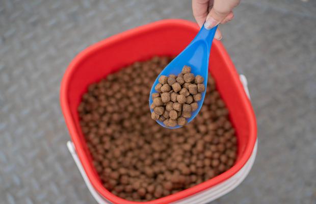 Sfaturi pentru depozitarea corectă a hranei uscate pentru companionul tău