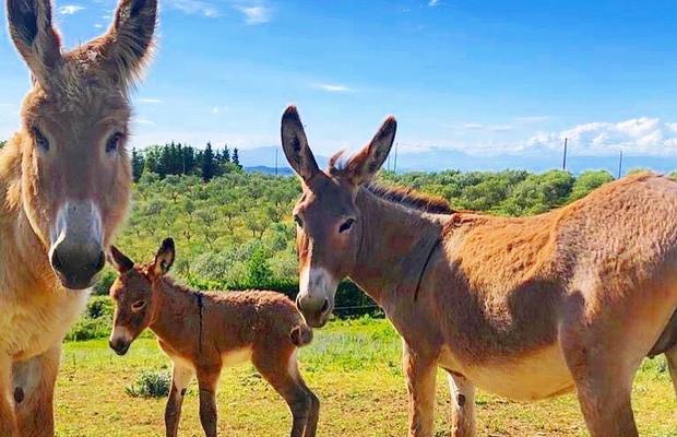 Secretul „exploziei” lui Napoli e la ferma din Toscana: „În tăcerea din La Rimessa am fost ca un călugăr”