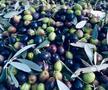 Secretul „exploziei” lui Napoli e la ferma din Toscana: „În tăcerea din La Rimessa am fost ca un călugăr”
