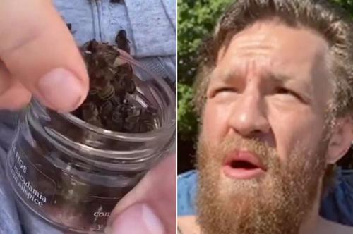 Conor McGregor a mâncat o albină moartă