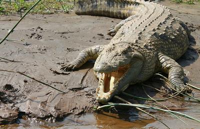 Horror! Un fotbalist costarican a sfârșit între fălcile unui crocodil