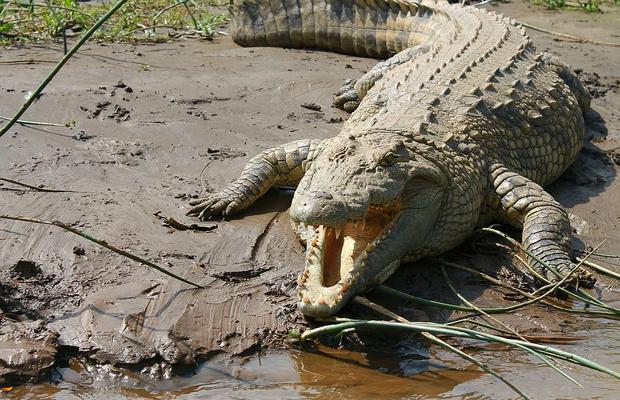 Horror! Un fotbalist costarican a sfârșit între fălcile unui crocodil