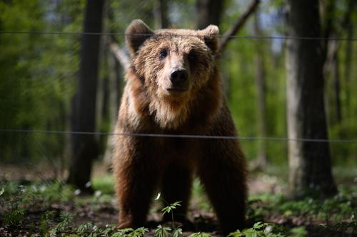 La câteva minute după finalul partidei dintre Sepsi și CS Mioveni (0-1), autoritățile din Sf. Gheorghe au emis o alertă, anunțând că în proximitatea arenei se află un urs / FOTO: Guliver / Getty Images