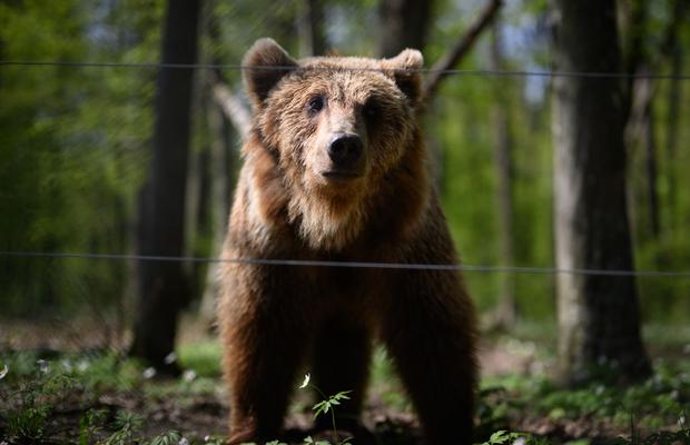 RO-Alert după Sepsi - CS Mioveni: URS în preajma stadionului! „Atenție, nu e o glumă!”