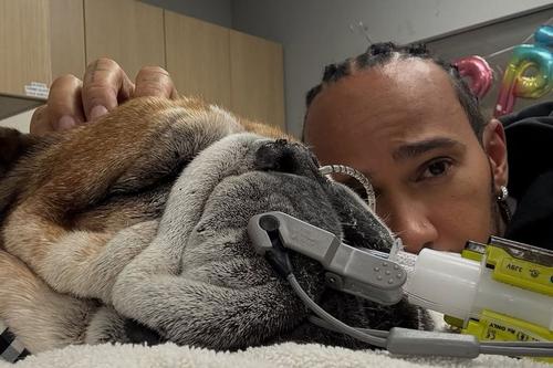 Lewis Hamilton și Roscoe/Foto: Instagram (Lewis Hamilton)