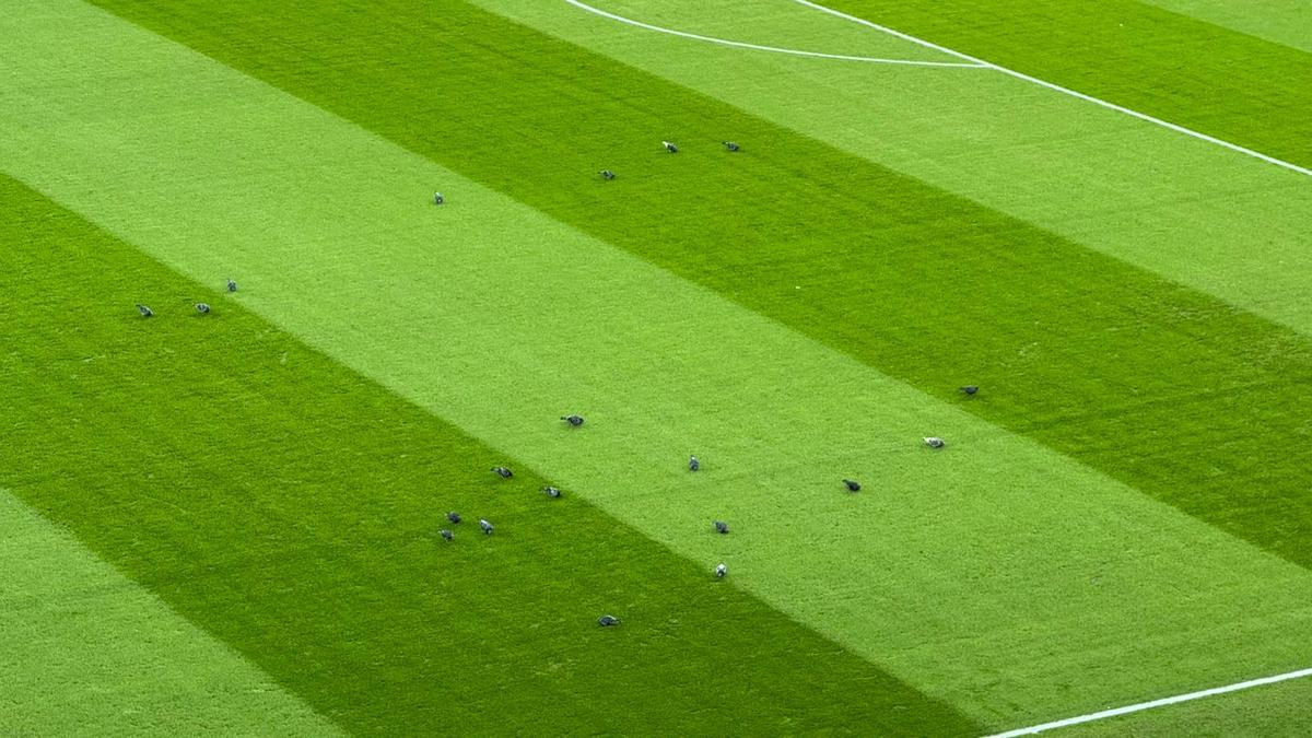 Peluza Nord și-a schimbat locul pe Arena Națională la FCSB - Young Boys, după sancțiunea aplicată de UEFA