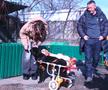 Mihai si Teodora Stoica la adapostul de caini