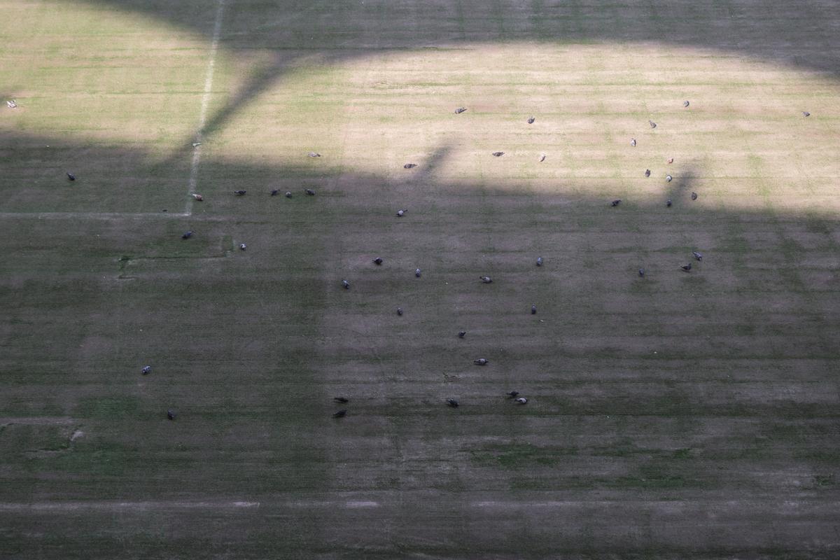 De ce nu poate Dinamo organiza derby-ul cu FCSB pe un stadion din afara Bucureștiului! „Câinii” au rămas fără variante