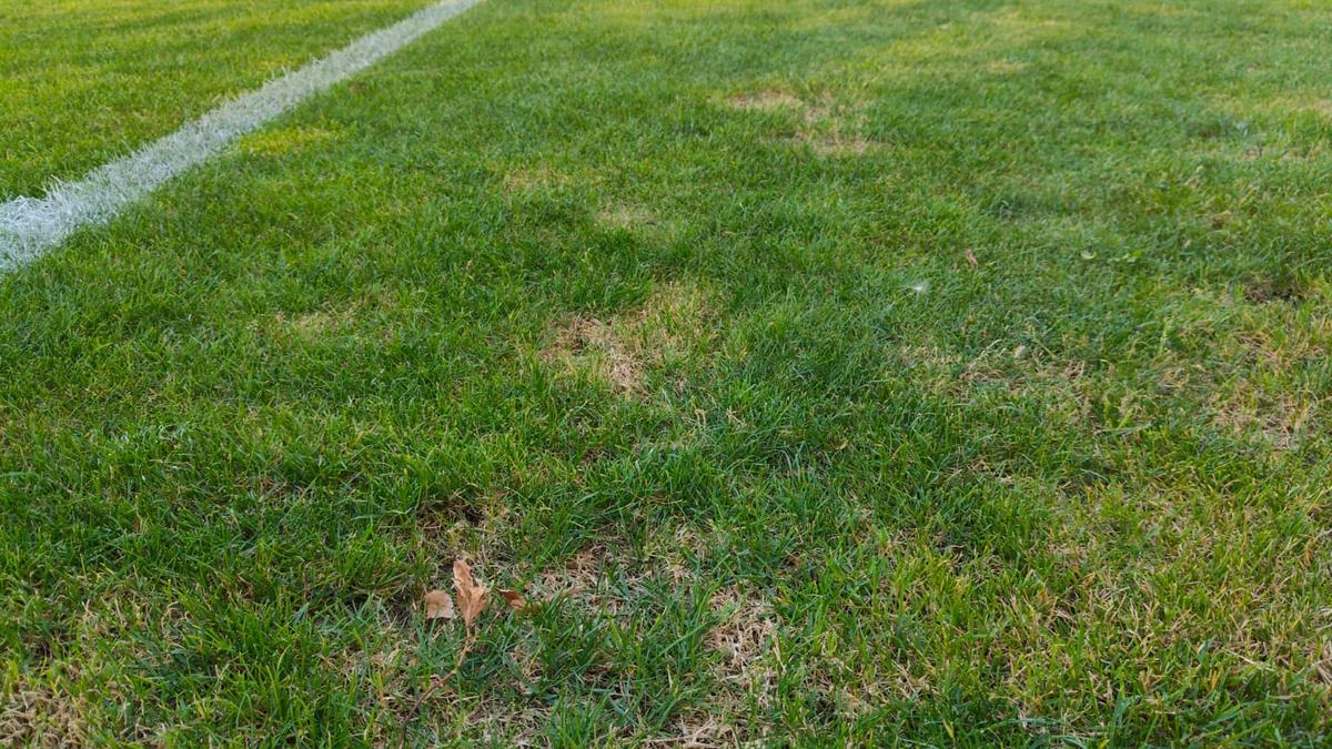 Gazonul de pe stadionul Arcul de Triumf la FCSB - Farul