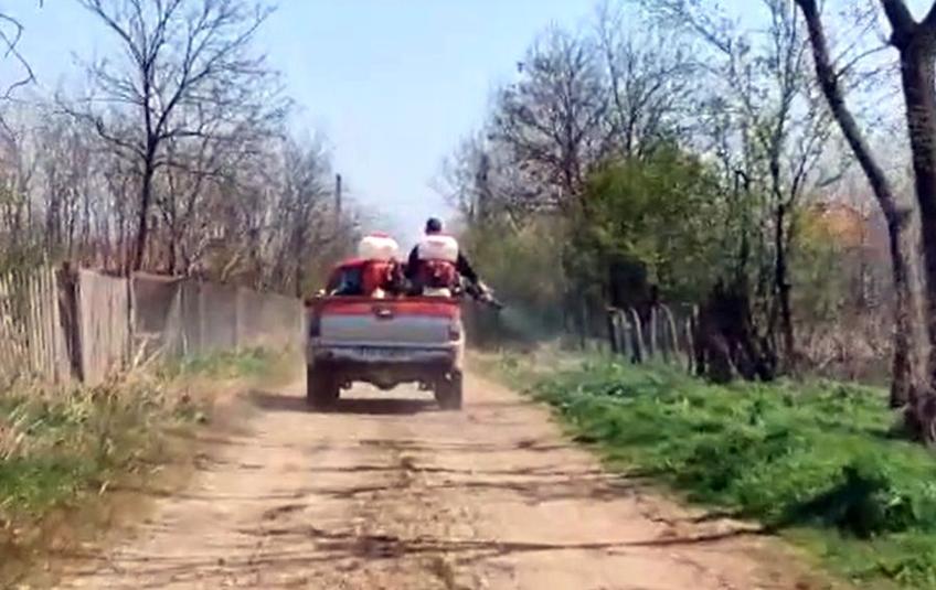 Angajații Primăriei au stropit tufișurile