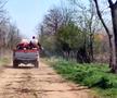 Angajații Primăriei au stropit tufișurile