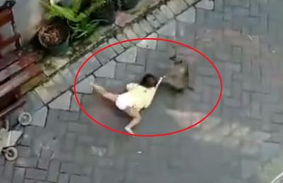 VIDEO Incident viral pe net: maimuța care a târât o fetiță pe stradă