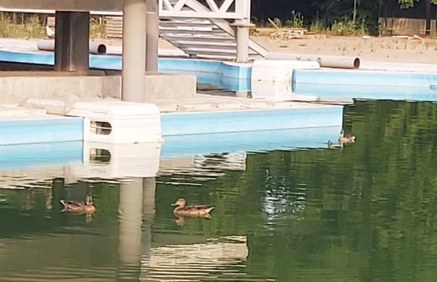Ștrandul rațelor sălbatice » De 4 ani, autoritățile blochează renovarea Bazei Tineretului