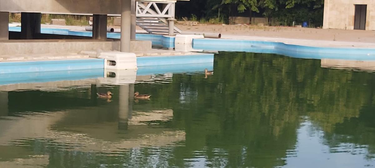 Imaginile nepăsării! Cum arată Baza Tineretului, părăsită de peste 4 ani » Jurassic Park de România: vegetația a „mâncat” bazinul olimpic