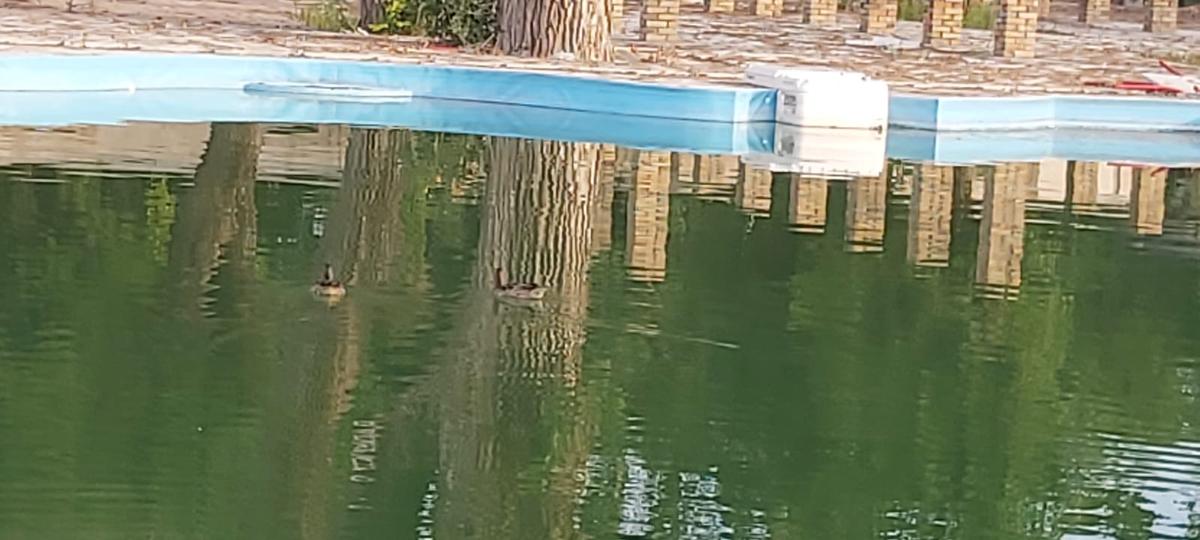 Imaginile nepăsării! Cum arată Baza Tineretului, părăsită de peste 4 ani » Jurassic Park de România: vegetația a „mâncat” bazinul olimpic