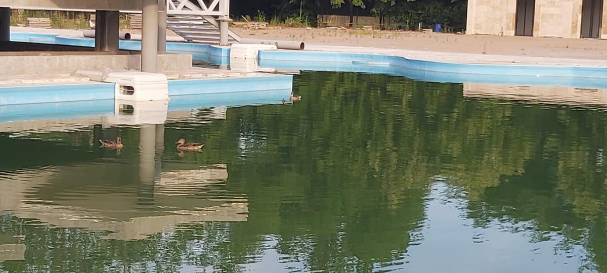 Imaginile nepăsării! Cum arată Baza Tineretului, părăsită de peste 4 ani » Jurassic Park de România: vegetația a „mâncat” bazinul olimpic