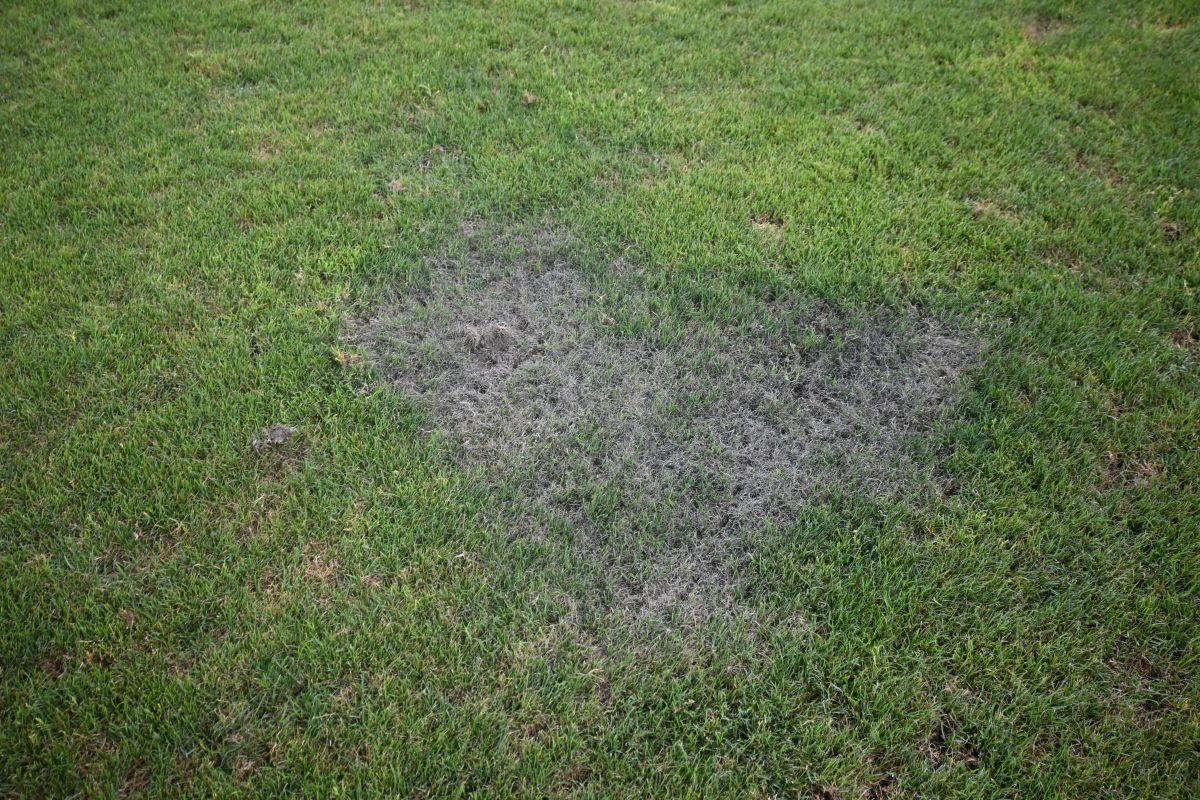 Reporterii GSP au inspectat gazonul de pe „Arc” imediat după România - SUA » Suprafață IMPOSIBILĂ cu 5 zile înainte de FCSB - Nordsjaelland