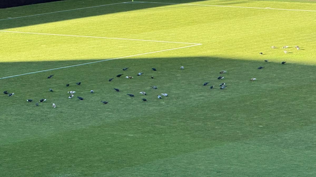 Imagini înainte de Dinamo - FCSB