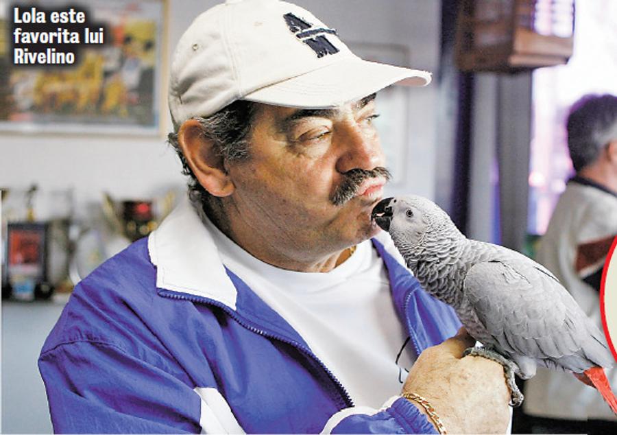 Marele Rivelino, papagalul din biroul său și un elogiu adus lui Hagi în 2011. Foto: GSP Ascultându-l pe Hagi