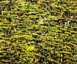 Imagini extraordinare în Nantes - Lyon, foto: Imago