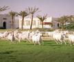 Clubul ecvestru  Al Shaqab