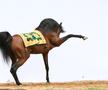 Clubul ecvestru  Al Shaqab