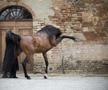 Clubul ecvestru  Al Shaqab
