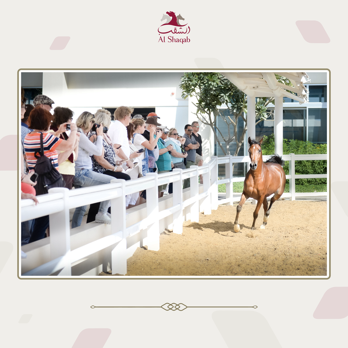 GSP a vizitat clubul ecvestru Al Shaqab din Doha: 400 de angajați, 700 de cai și condiții la care sportivii din România doar visează