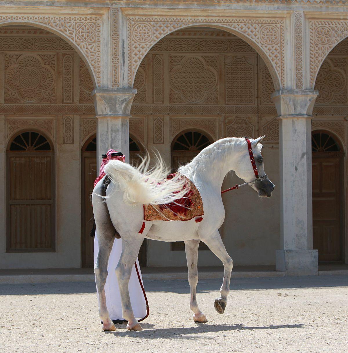 Clubul ecvestru  Al Shaqab