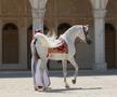 Clubul ecvestru  Al Shaqab