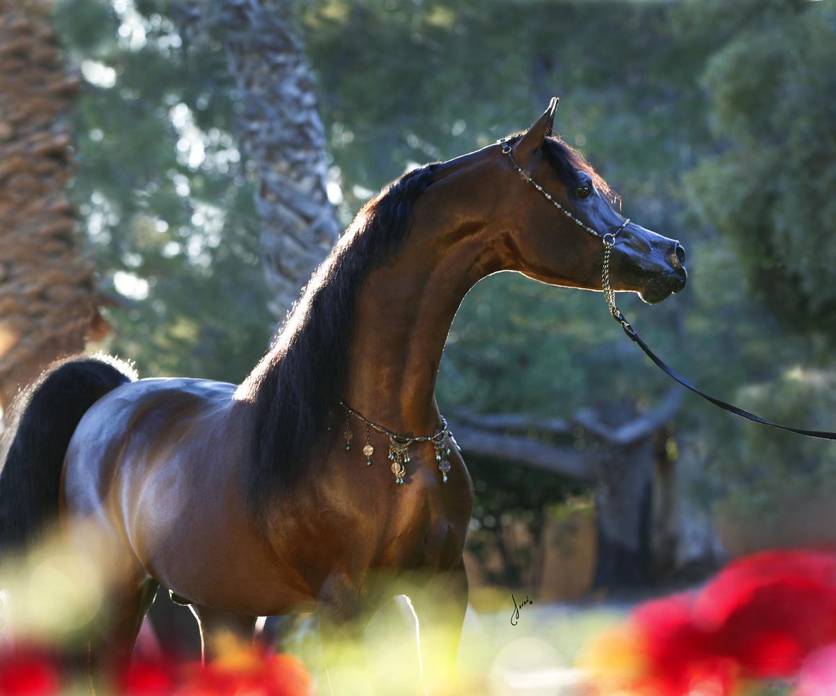 Clubul ecvestru  Al Shaqab