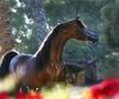 Clubul ecvestru  Al Shaqab